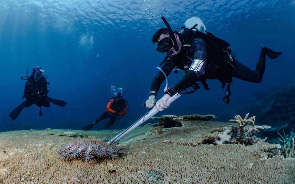 COTS Cull Training in Palau