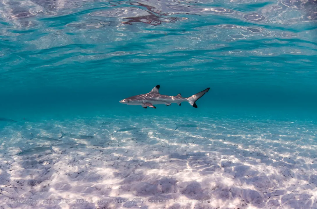 Black Tip Reef Shark Shallows 