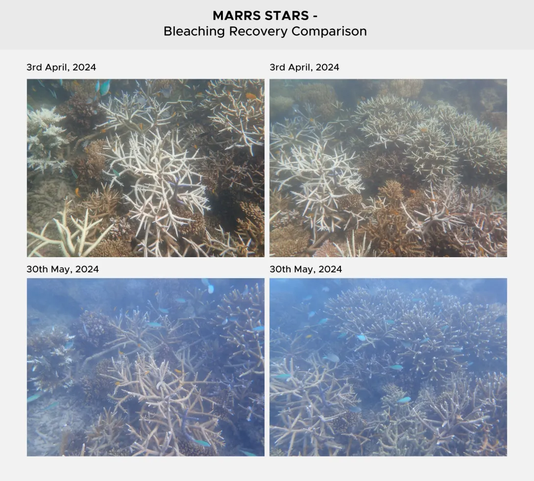 Bleaching Comparison Table